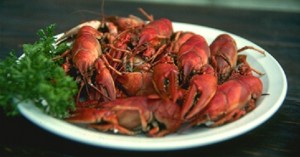 crawfish1